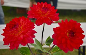 DSC_0031.jpg