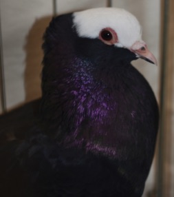 DSC_0848.jpg